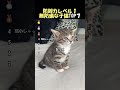 ㊗️500万再生🌸無防備な子猫が可愛すぎる#海外 #動物 #funnyanimals