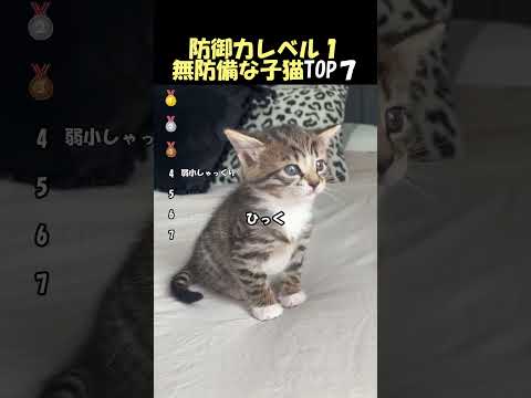 ㊗️500万再生🌸無防備な子猫が可愛すぎる#海外 #動物 #funnyanimals