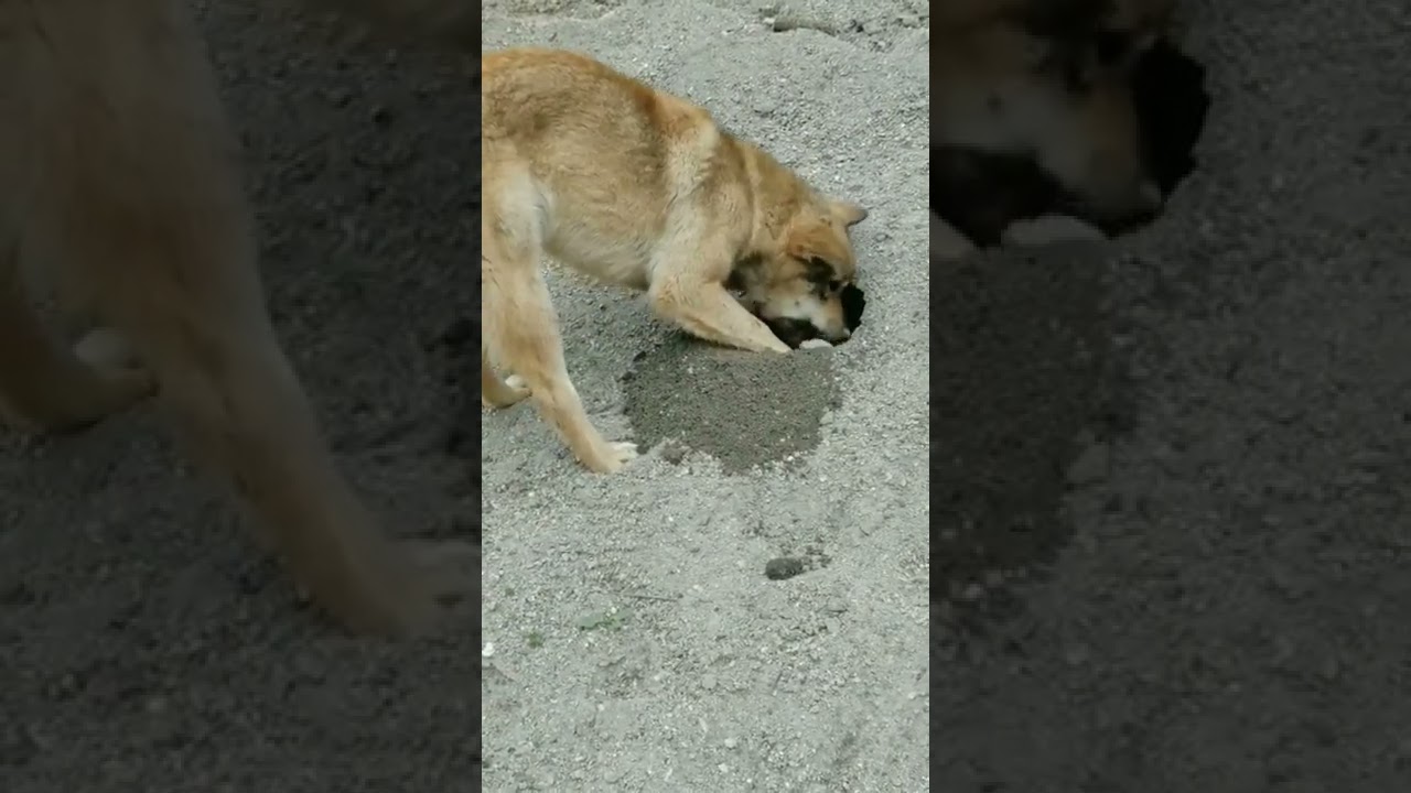 Dog dig a hole an bury his food 