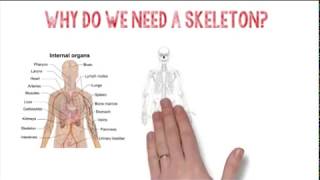 What if we didn't have Bones ?