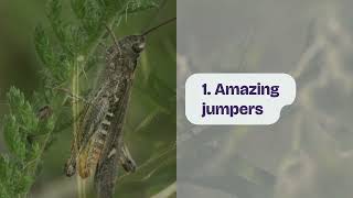 10 AMAZING Grasshopper Facts That Will Blow Your Mind! 🤯🦗