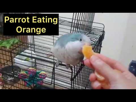 Can Quaker Parrots Eat Oranges
