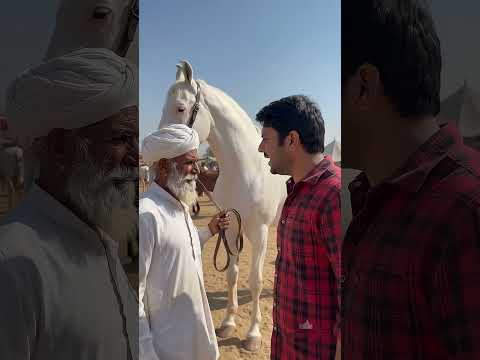 25 करोड़ का घोड़ा #pushkarfair2025 #shortvideo #shorts