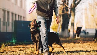 Unlocking the Mysteries of Bloodhounds: Urban Tracking with a Scent Detection Master