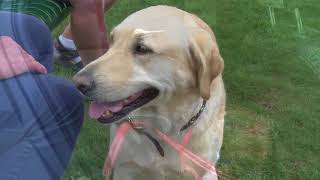 Pet safety during summer