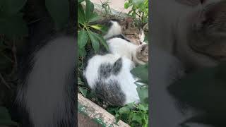 Cats #ピアノ #ディズニー #disney #cat #munchkinfold #cute #веселыекоты #kitten #music #piano