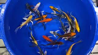 5-6" Standard Grade Butterfly Koi from Blue Ridge Koi