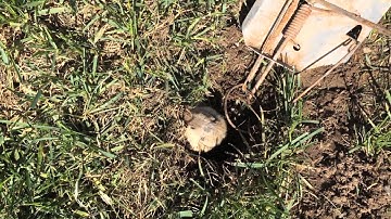 Gopher Trapping tips using a Gopher Cinch Trap