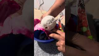 Ya Comistes Esta Fruta