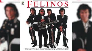 Video thumbnail of "Los Felinos - Como A Mi Vida (Visualizador Oficial)"