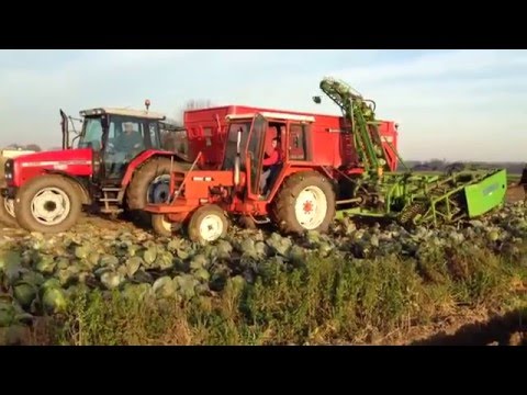 Vidéo: Récolte Tardive Du Chou Précoce