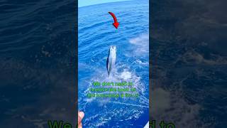 Fishing for tuna in the Maldives is like fishing for tuna in a barrel! 🤯🐟With @fishermanmv