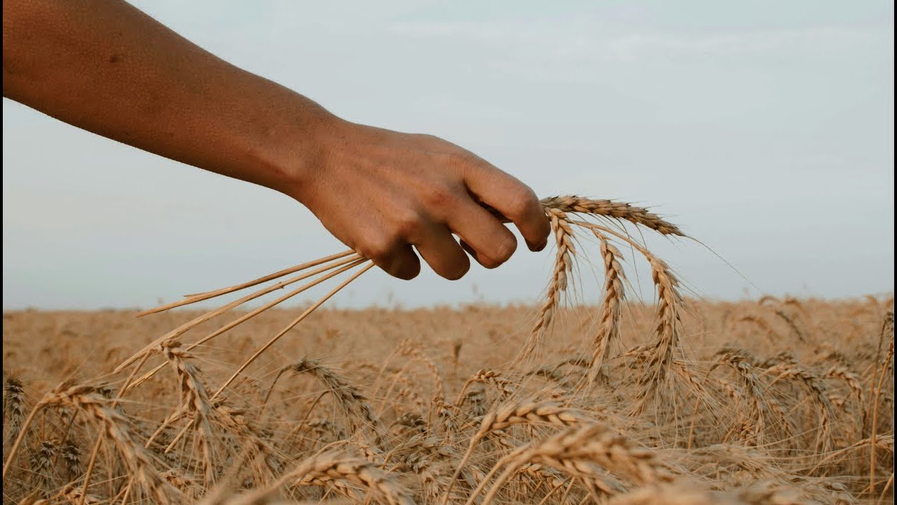 Príprava na žatvu | Ivan Zuštiak | KC Oheň