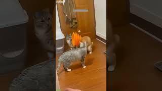 Dancing Cat has the weirdest reaction - Trending 2026 🎬 Must See!