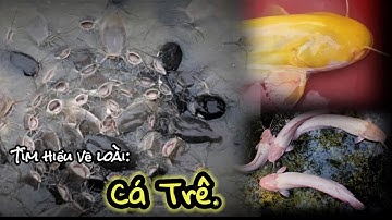 Tìm Hiểu Về Loài Cá Trê #Catre #thucvat #dongvat #khampha #sinhvat