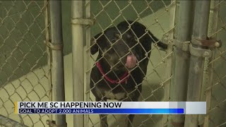 10-day statewide animal-adoption event underway