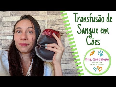 Vídeo: Espessamento Do Sangue Em Cães