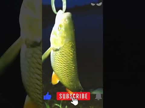 Голавль ночью на KOSADAKA Mascot XS 80#shorts