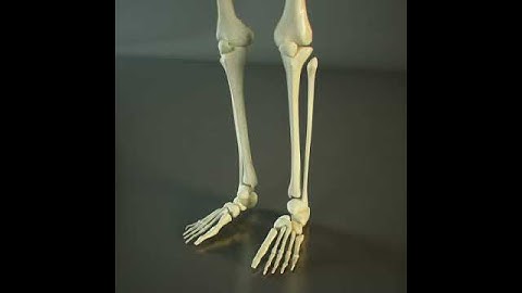 3D Model of HD Skeleton Of A Human Review