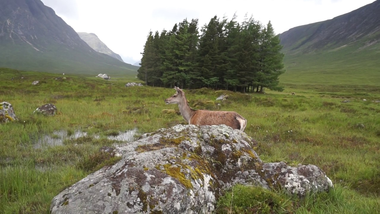 Deer Feeding Time YouTube