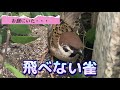 【前編】✴︎お庭にいた飛べない雀…保護する！？（2023年4月2日）