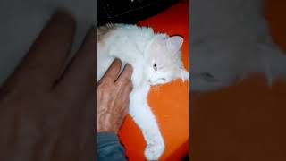 Juliana My Pregnant Cat جوليانا قطتي حامل