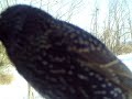 european starling in front of camera