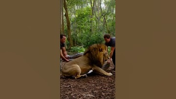 The lion got into trouble due to the python