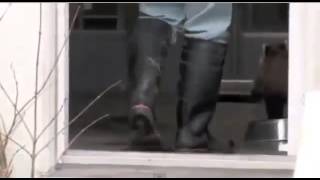 Red Panda Scared To Death Falls On His Back