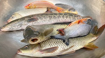 Kem Chanel bắt cá dưới ao được rất nhiều con cá, cá chép, cá chuối, cá rô đồng, cá vàng thả vào bể