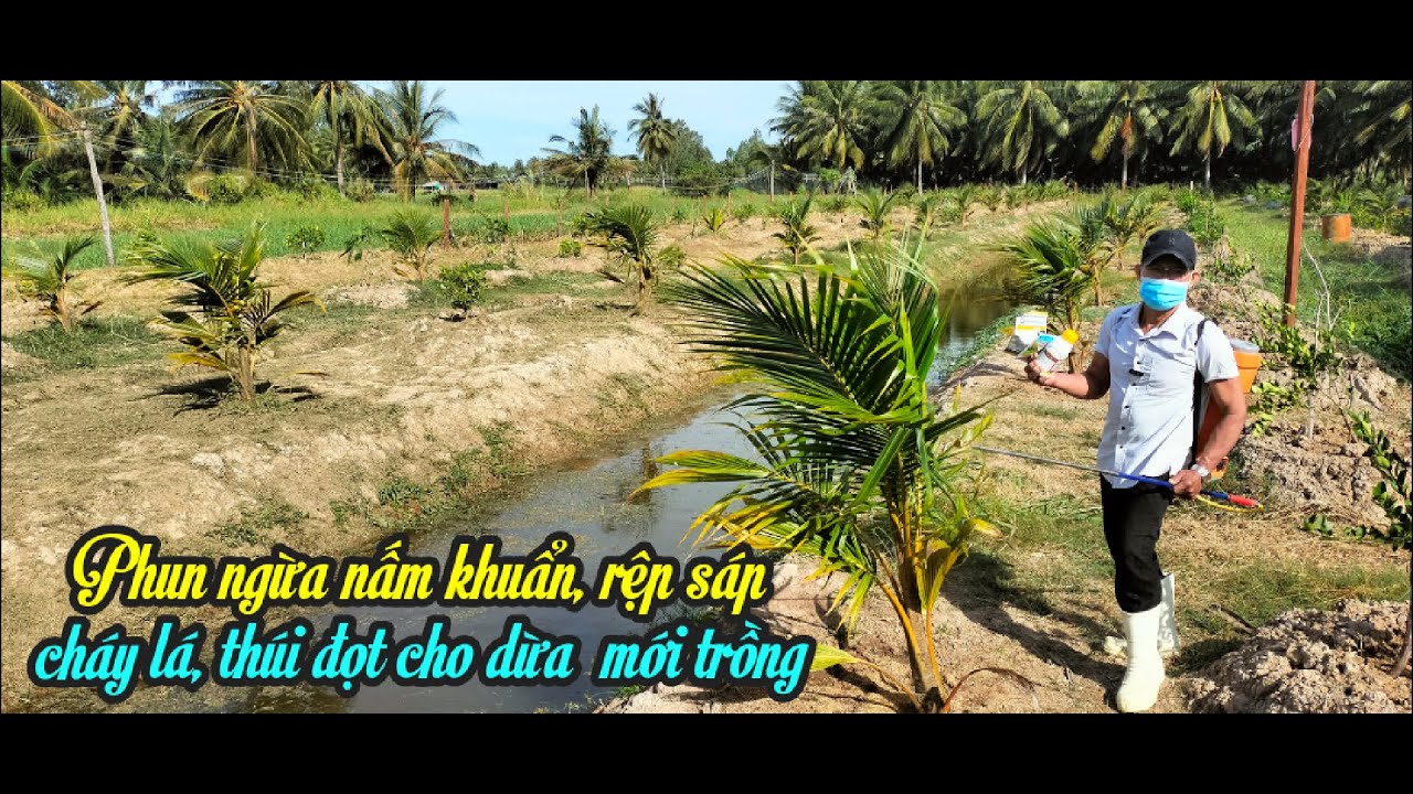 TRỒNG DỪA MỖI THÁNG BÀ CON PHUN NGỪA NẤM KHUẨN, RỆP SÁP, CHÁY LÁ, THÚI ĐỌT ĐỂ DỪA NHANH PHÁT TRIỂN.