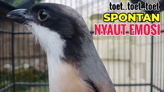 suara cendet gacor pagi siang sore Toet Toet Bikin Cendet Manapun Nyaut dg sekali Dengar