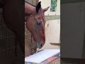 Beagle Rides Horse! Dog Opens Gate! Unbelievable Horse Art!