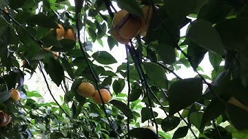 Vườn quýt hồng ở núi Thiên Cấm Sơn