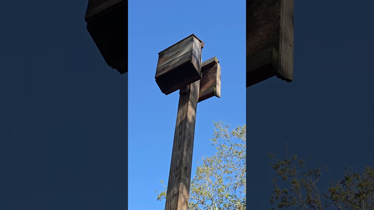 Natural mosquito killer!