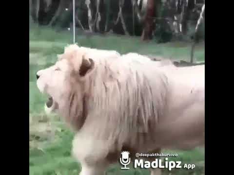 Vivo v9 gold colour advertising ment Vivo v9 gold colour advertising ment