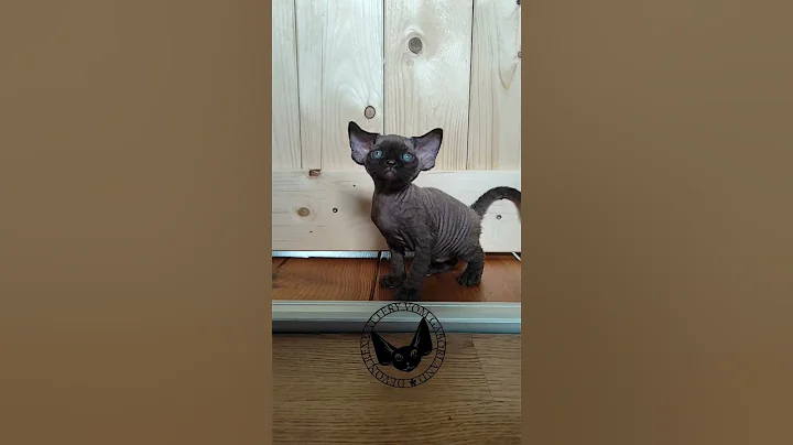 Video 10160621: devon rex cat kitten, cute devon rex kitten, devon rex boy, chocolate cat cute kitten