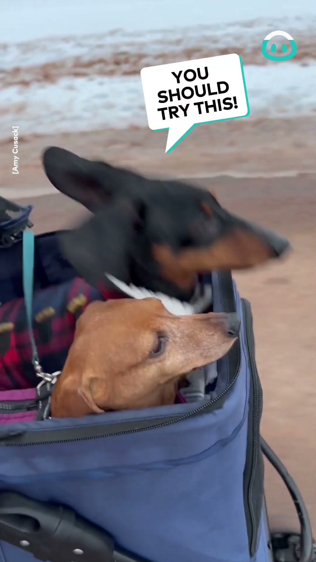 Bouncing Dachshunds || ViralHog