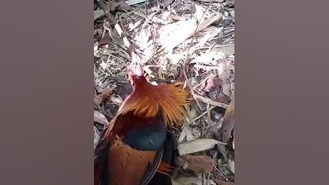 Dib qaib qus tuaj zoo tas tas li hnub no nas 12/23/023-24