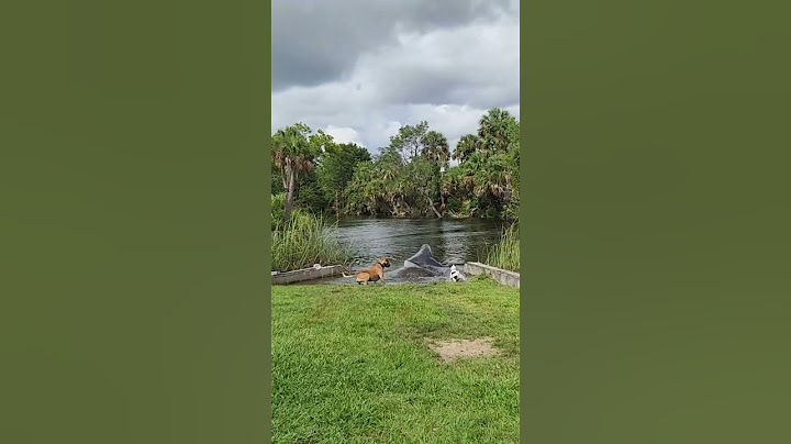 Dogs Get Splashed by Manatee