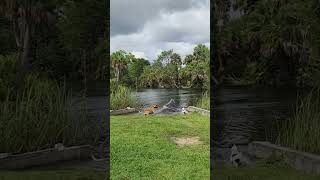 Dogs Get Splashed by Manatee