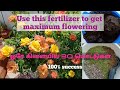Easy and free fertilizer for any plants in tamil//Natural organic  fertilizer for All plant in tamil