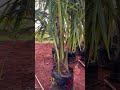 தென்னையில் அதிக மகசூல் தரும் இரகம்#agriculture #coconut #ashokaagritech