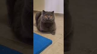 Sen 🐈🐈Başkasın 🐈🐈