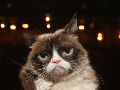 internet-famous-grumpy-cat-dies-at-age-7