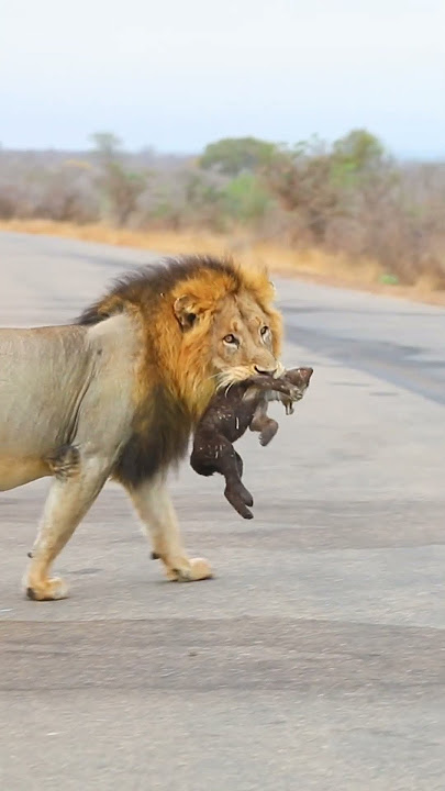 Lion Finds Abandoned Baby Hyena on Road