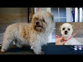 The same dog? Grooming a neglected Shih Tzu