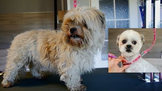 The same dog? Grooming a neglected Shih Tzu