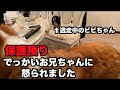 保護犬ボーダー・お友達の家に行く【20-21日】