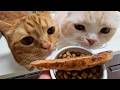 猫に巨大なかつおをプレゼントするとこうなります...